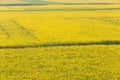 Aerial view, tourist women in red shirt in Mustard field scenic landscape. Colorful mustard are in bloom. Yellow flowers in full