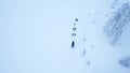 Aerial view of dogsledding in the arctic winter of Finnish Lapland.