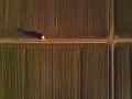 Aerial view of tractor in cultivated corn maize crop field Royalty Free Stock Photo