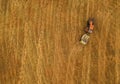 Aerial view of tractor making hay bale rolls in field