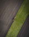 Aerial view of a tractor with a special trailer collecting a beet in the field. Autumn harvest.