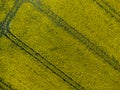 Aerial view of tractor tracks in a yellow rapeseed field for natural background Royalty Free Stock Photo