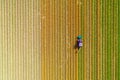 Tractor working on the tulip field Royalty Free Stock Photo