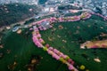 Aerial view of traditional Chinese tea garden, with blooming cherry trees on the tea mountain during the sunrise