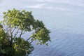 Aerial view of a tree at the beautiful beach in Katerini, Greece Royalty Free Stock Photo