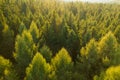 Aerial view of tree tops of young dense forest at sunlight.