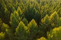 Aerial view of tree tops of young dense forest at sunlight.