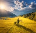 Aerial view of trees in alpine meadows at sunset in autumn Royalty Free Stock Photo