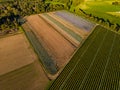 Aerial view of a cabbage field with autumn colors between rows of trees and plants Royalty Free Stock Photo