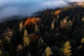 Aerial view of trees covered with hoarfrost in morning. Misty autumn forest. Drone photography Royalty Free Stock Photo