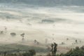 Aerial view of trees in morning fog