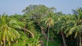 Aerial view the tropical forest with ancient tree and palm trees at the Landhoo island at Noonu atol