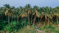 Aerial view of tropical landscape with coconut palm trees grove at the Landhoo island at Noonu atoll Royalty Free Stock Photo