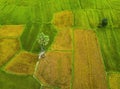 Aerial view of twins palm tree from Tay Ninh province of Vietnam country and rice field with a beautiful mountain Royalty Free Stock Photo
