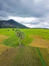 Aerial view of twins palm tree from Tay Ninh province of Vietnam country and rice field with a beautiful mountain Royalty Free Stock Photo