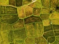 Aerial view of twins palm tree from Tay Ninh province of Vietnam country and rice field with a beautiful mountain Royalty Free Stock Photo