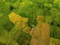 Aerial view of twins palm tree from Tay Ninh province of Vietnam country and rice field with a beautiful mountain Royalty Free Stock Photo