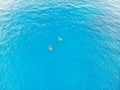 Aerial view of Turtles swimming in caribbean sea Royalty Free Stock Photo