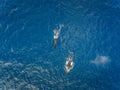 Aerial view of two Humpback whales off the coast of Oahu Hawaii Royalty Free Stock Photo