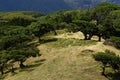 Aerial view of Fanal Forest, Madeira, Portugal