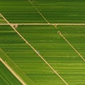 Aerial view of vast agricultural fields with parallel green crop rows. Dirt paths intersect
