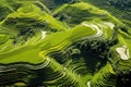 Aerial View of Vibrant Green Field, Top view or aerial shot of fresh green and yellow rice fields, Longsheng or Longji Rice