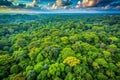 Aerial view of vibrant rainforest canopy at sunset Royalty Free Stock Photo