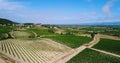Aerial view of vines Royalty Free Stock Photo