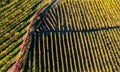 Aerial view of vineyard