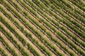 Aerial view of a vineyard - Colchagua Valley - Chile Royalty Free Stock Photo