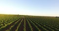 Aerial view of a vineyard