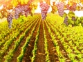 Aerial view of vineyard landscape Royalty Free Stock Photo