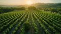 Aerial View of Vineyard With Mountains