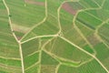 aerial view vineyard scenery at Kaiserstuhl Germany