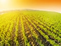 Aerial view of vineyard Royalty Free Stock Photo