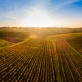 Aerial view, Vineyard Sunrise in autumn, Bordeaux Vineyard, France Royalty Free Stock Photo