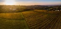 Aerial view, Vineyard Sunrise in autumn, Bordeaux Vineyard, France Royalty Free Stock Photo