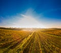 Aerial view, Vineyard Sunrise in autumn, Bordeaux Vineyard, France