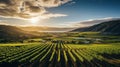 Aerial view of vineyard with villa in sunny rural landscape ideal for farm banner concept