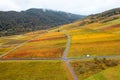 Aerial view of Vineyards along Moselle river in Germany during autumn time