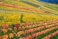 Aerial view of vineyards in autumn