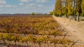 Aerial view vineyards of fine grapes in the fall