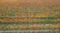 Aerial view vineyards of fine grapes in the fall
