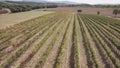 Aerial view of vineyards in Spain. Family business and production for exportation and trade. Empty copy space.