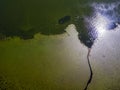 Aerial view of water lilies seen from above. Background of aquatic plants. Lake Scutari, Skadar National Park Montenegro Royalty Free Stock Photo