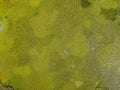 Aerial view of water lilies seen from above. Background of aquatic plants. Lake Scutari, Skadar National Park Montenegro Royalty Free Stock Photo