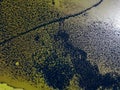 Aerial view of water lilies seen from above. Background of aquatic plants. Lake Scutari, Skadar National Park Montenegro Royalty Free Stock Photo