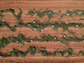 Aerial view of watermelon garden on farm
