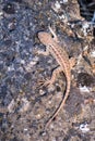 Aerial view of an Western Fence Lizard Sceloporus occidentalis sitting on a rock, Lassen Volcanic National Park, California Royalty Free Stock Photo