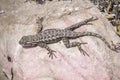 Aerial view of an Western Fence Lizard Sceloporus occidentalis sitting on a smooth rock, Pinnacles National Park, California Royalty Free Stock Photo